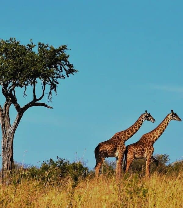 Giraffes in Serengeti Tanzania