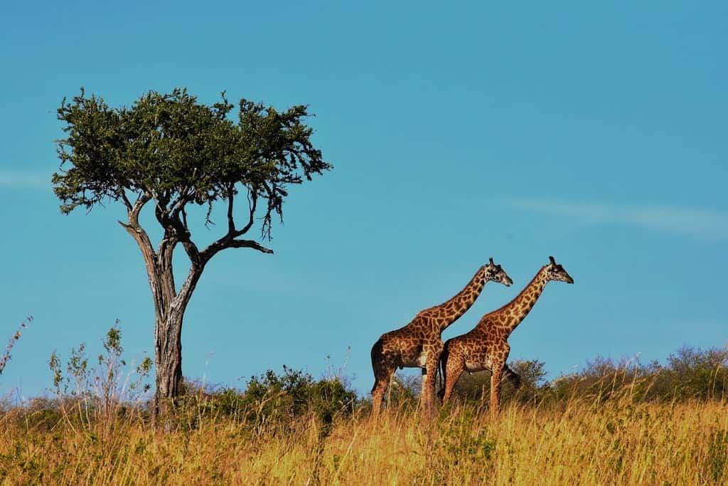 Giraffes in Serengeti Tanzania