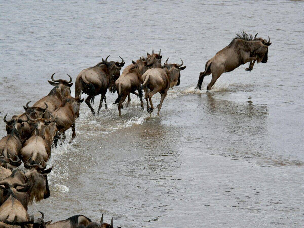 The Great Wildebeest migration Tanzania