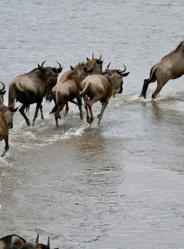 The Great Wildebeest migration Tanzania
