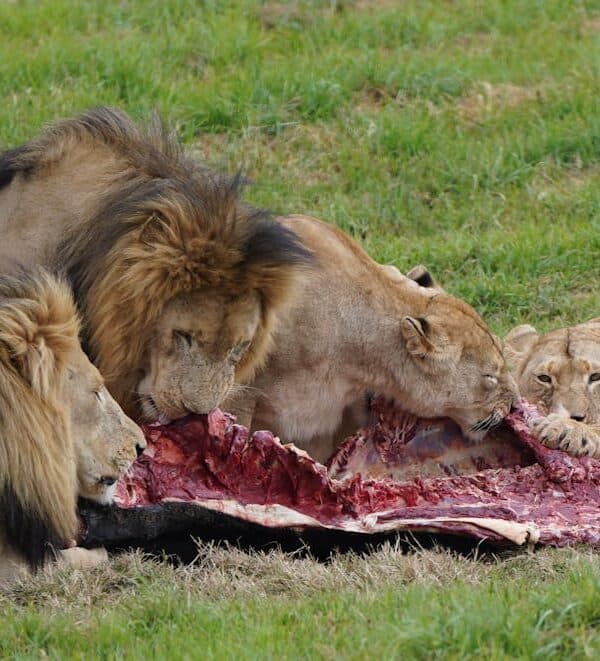 A pride of lions eating their kill