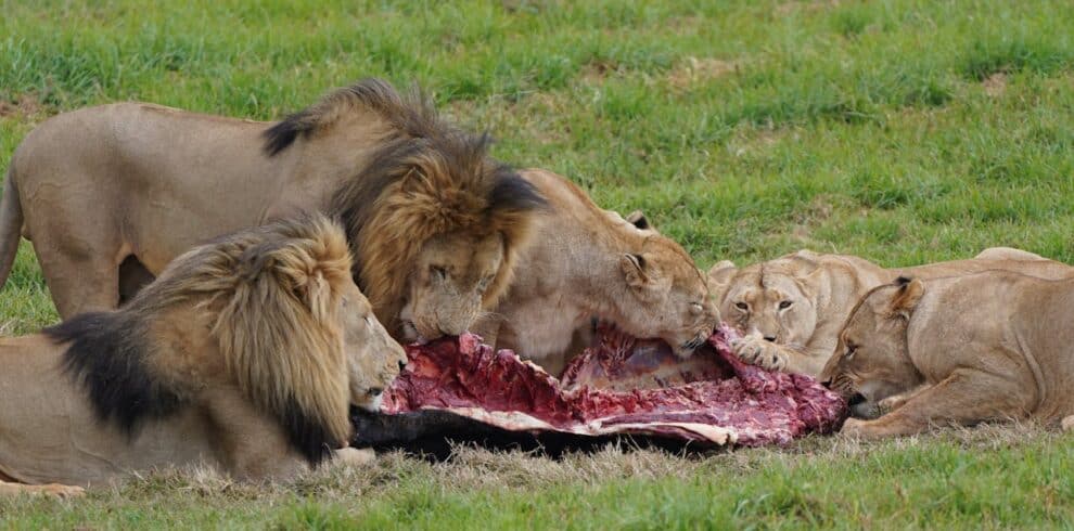A pride of lions eating their kill