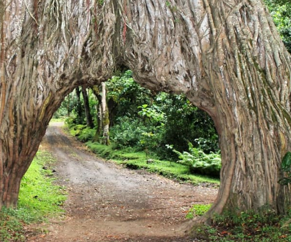 Arusha National Park