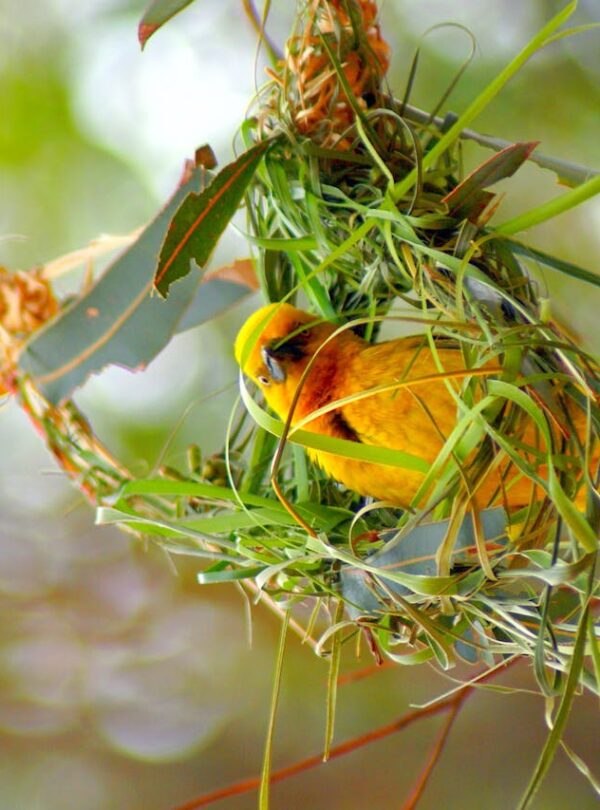 Birdwatching