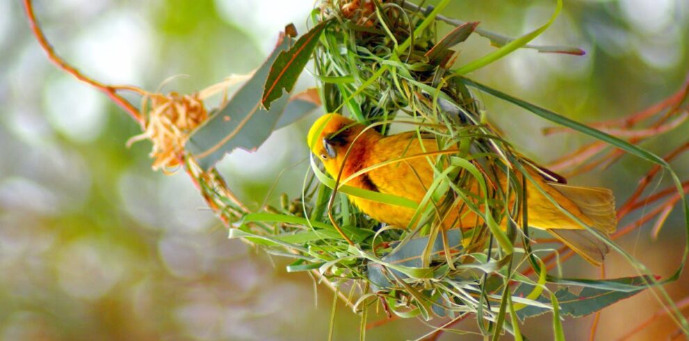 Birdwatching