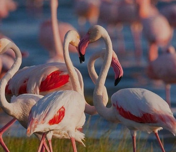 Lake Manyara National Park