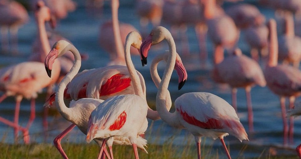 Lake Manyara National Park
