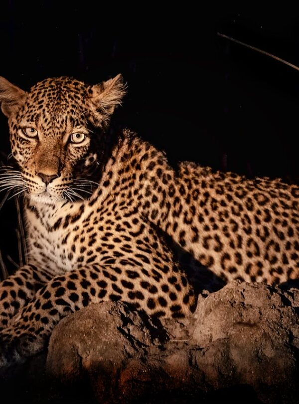 Leopard spotted in Night Safari