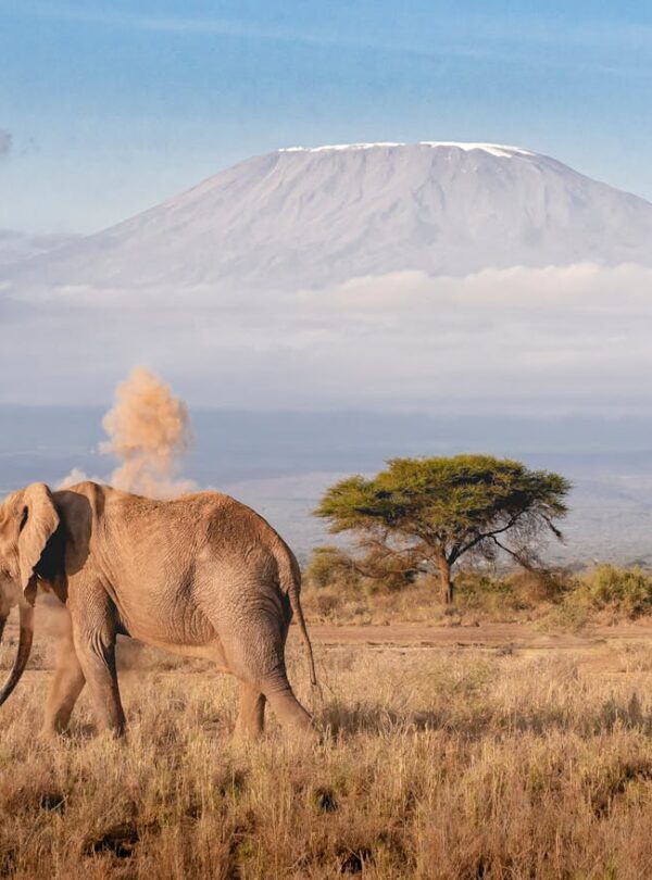 Photography Safari