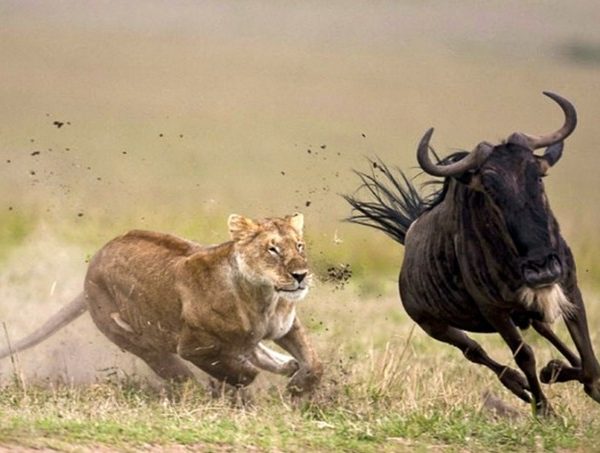 Serengeti Drama
