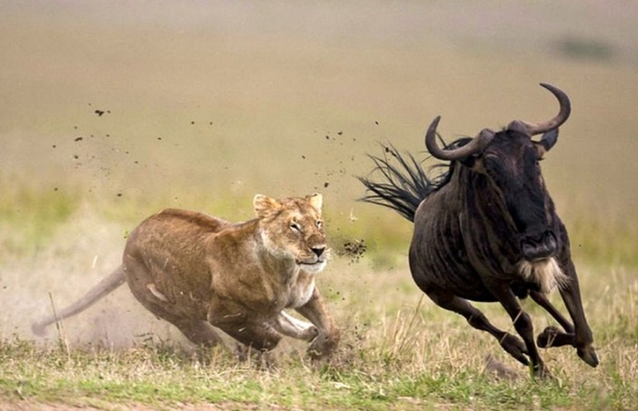 Serengeti Drama