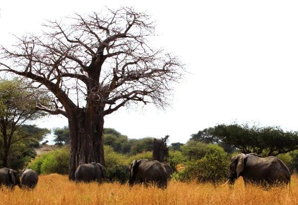 Tarangire Elephants