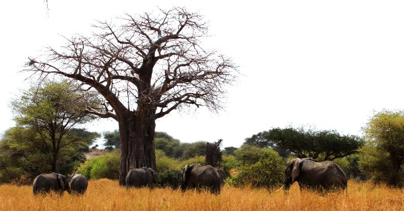 Tarangire Elephants