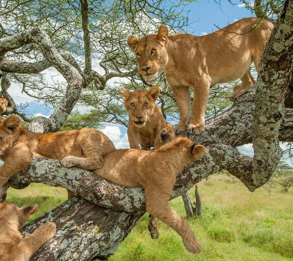 Tree Climbing Lions In Lake Manyara