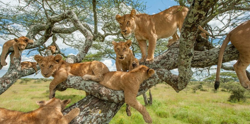 Tree Climbing Lions In Lake Manyara