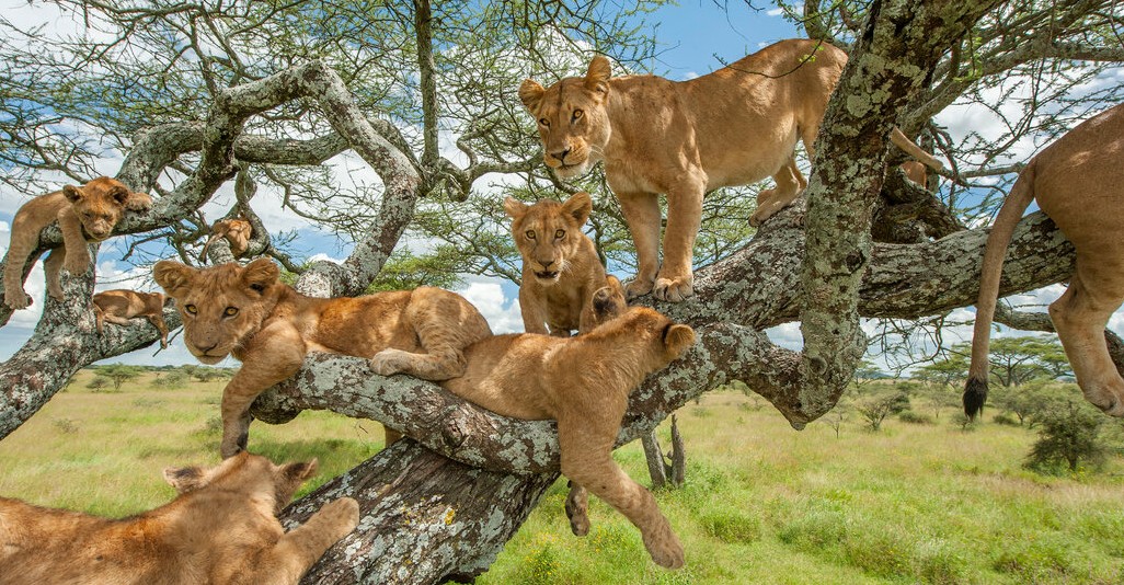 Tree Climbing Lions In Lake Manyara
