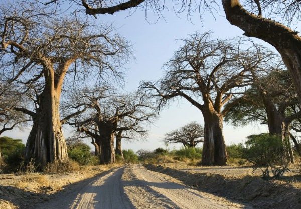Ruaha National Park Baobab Trees