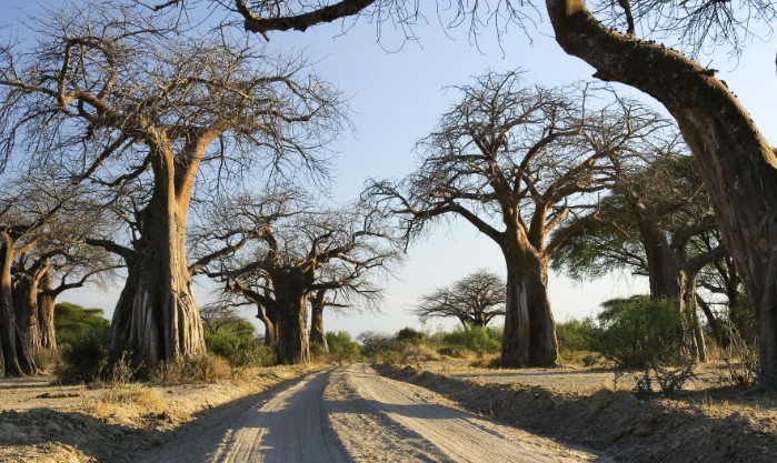 Ruaha National Park Baobab Trees