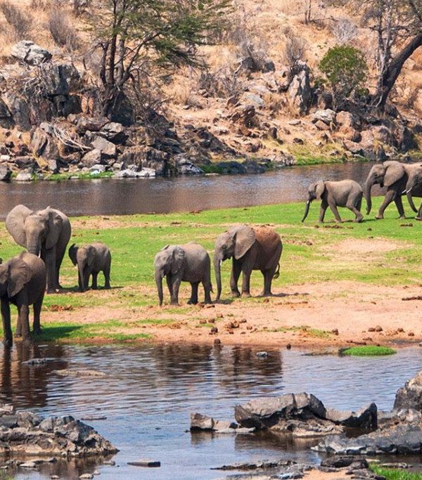 Ruaha National Park Elephants