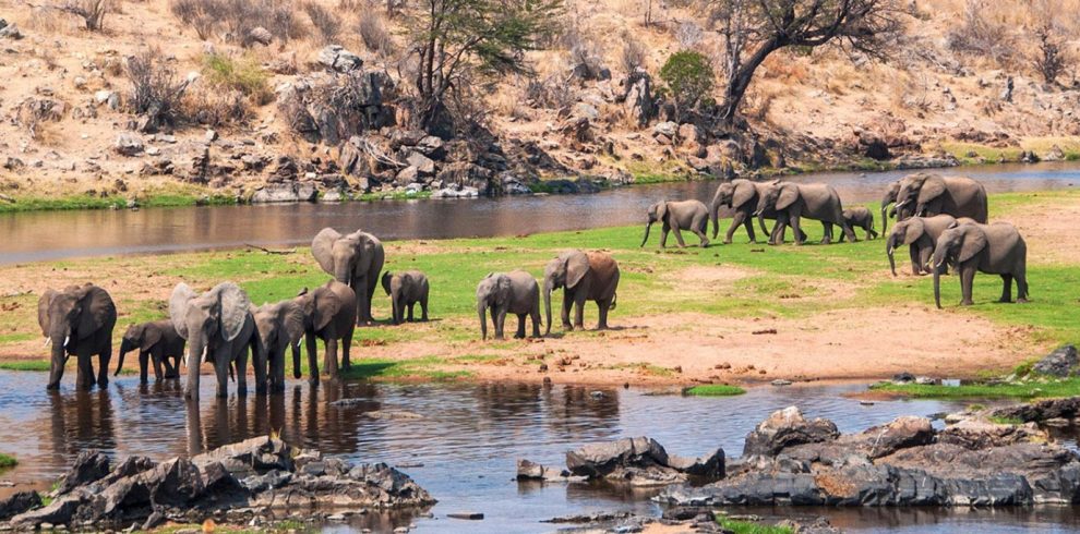 Ruaha National Park Elephants