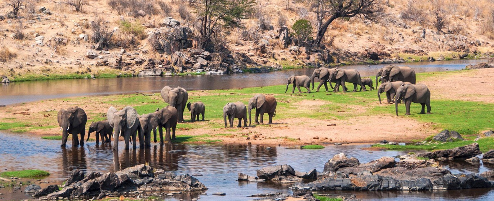 Ruaha National Park Elephants