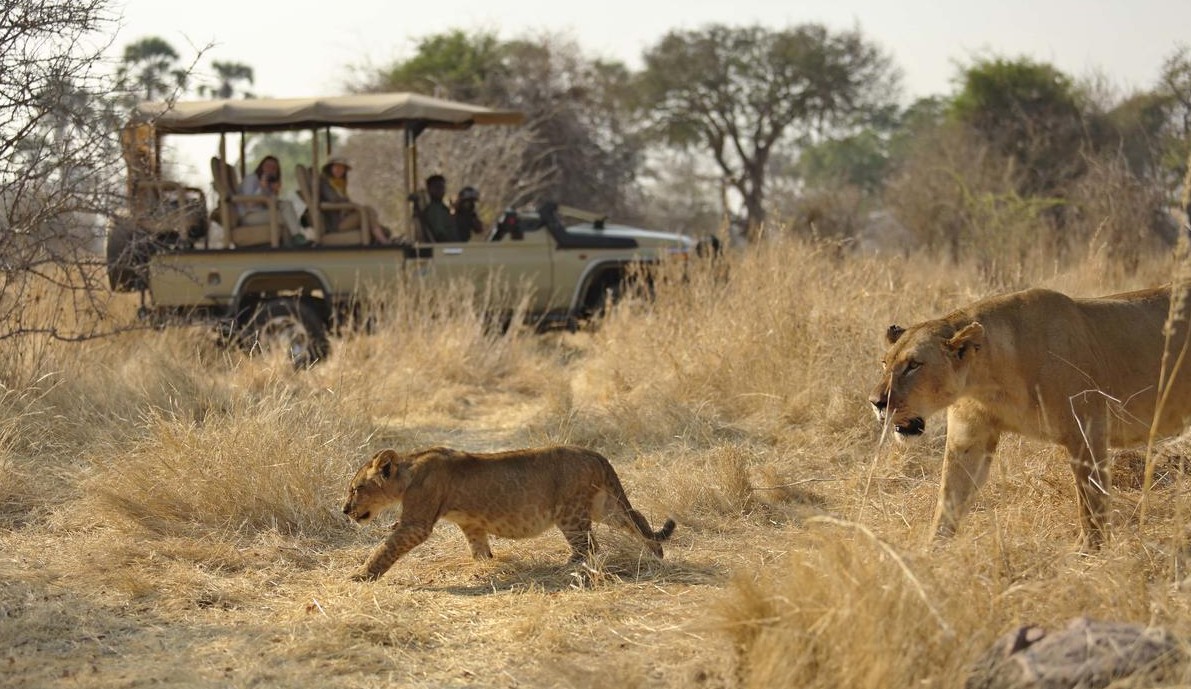 Ruaha National Park Roaming Lions