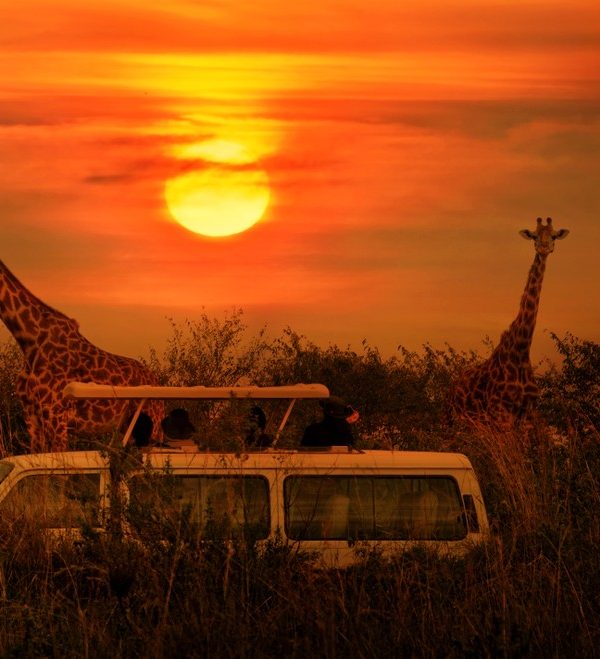 Serengeti photography Safari